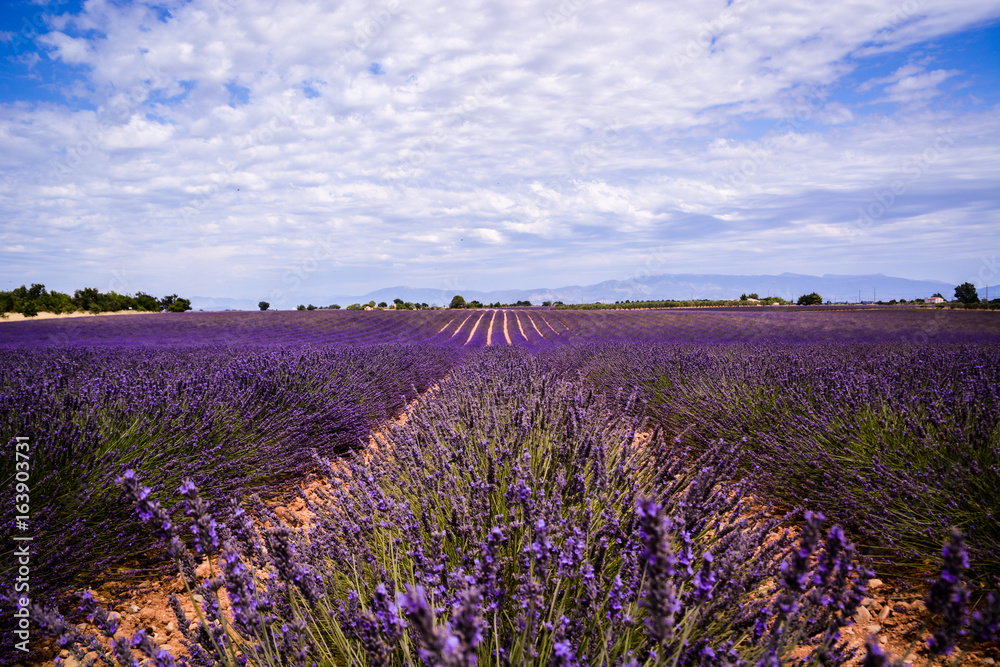 Fototapeta premium Lavender fields in France
