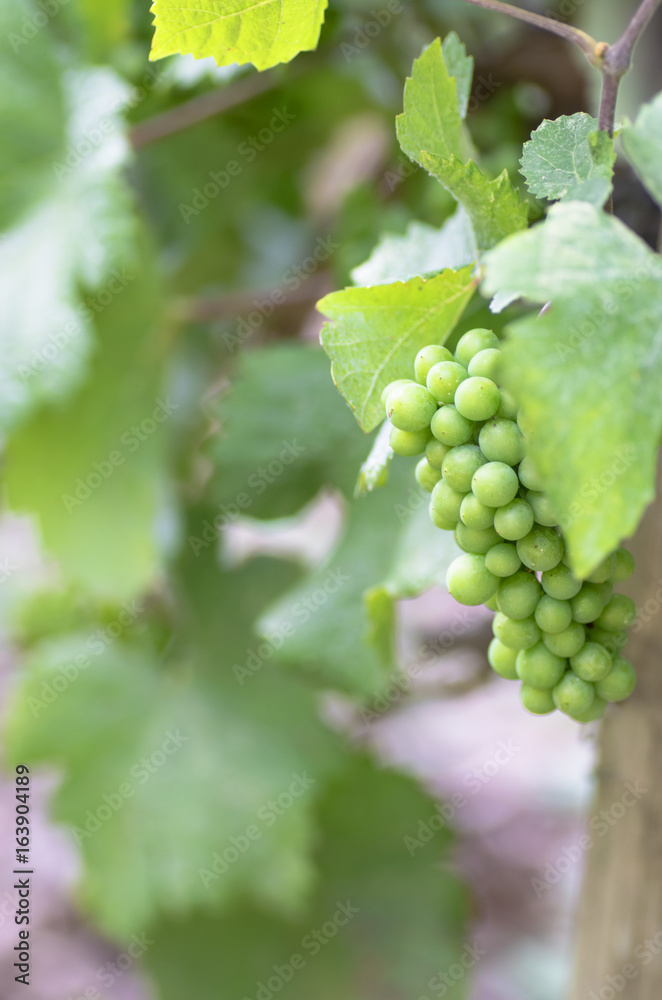 young grapes in the sunlight, selective focus 