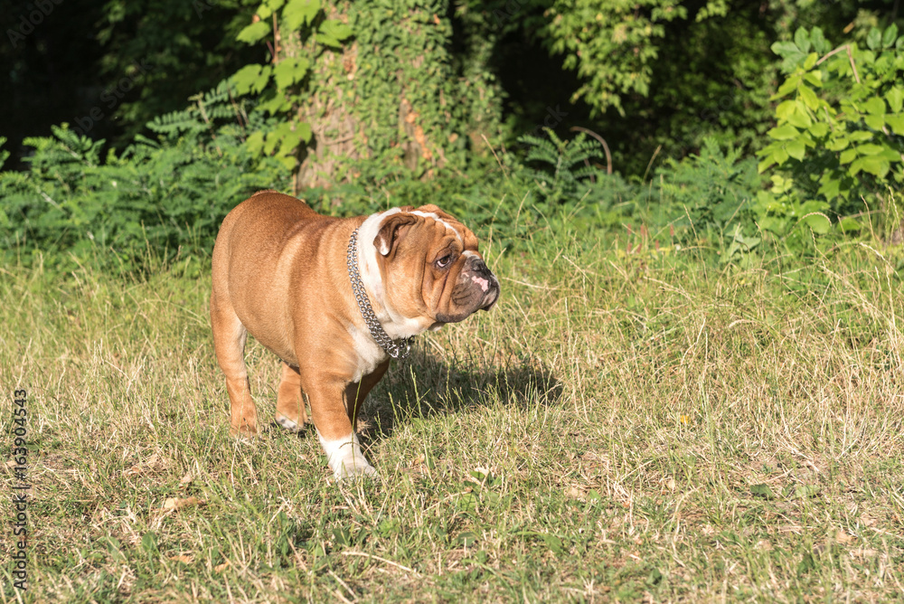 Portrait of young English bulldog in the nature,selective focus