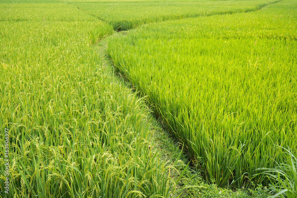 rice field