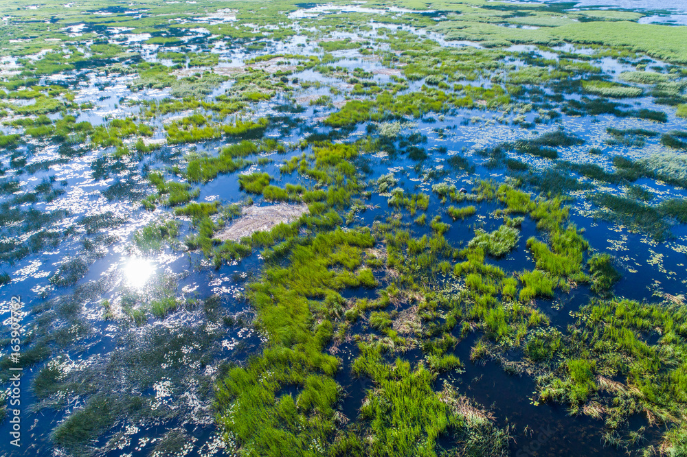 Aerial view on the reservoir of overgrown reeds and duckweed  