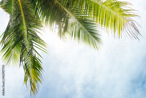 Summer. Coconut trees over blue sky. © makistock