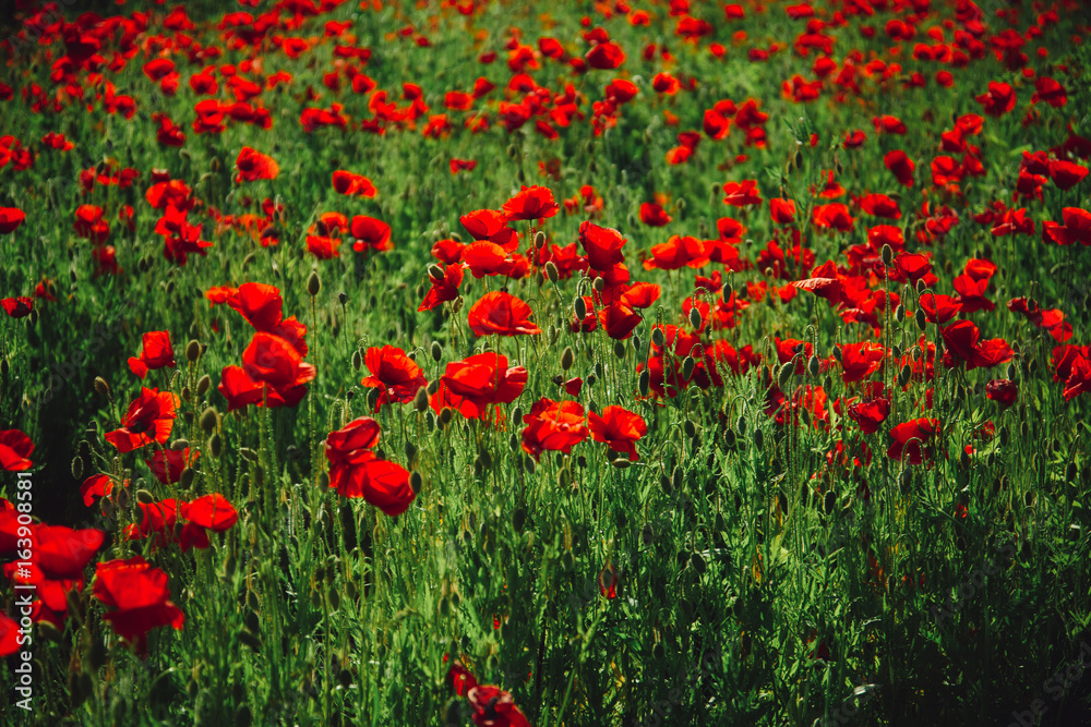 flower field of red poppy seed background