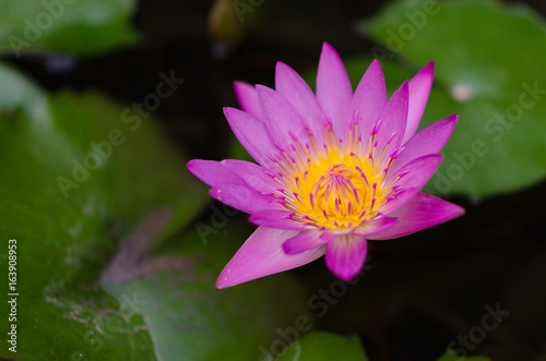 Purple Lotus in Thailand, planted front yard.