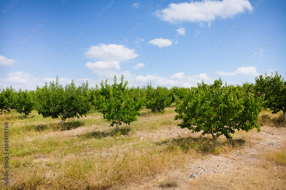 Fruit trees Fruit trees