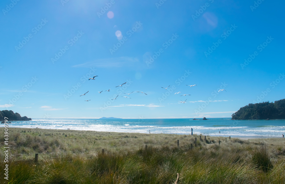 seagulls flying over tranquil tauranga beach new zealand