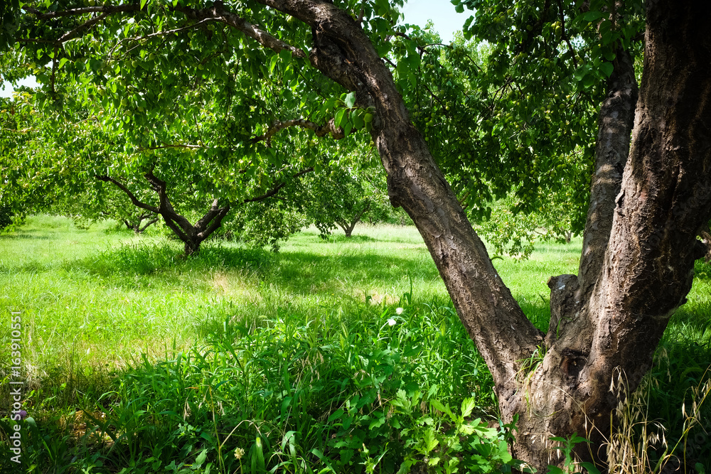 Fototapeta premium apricots trees