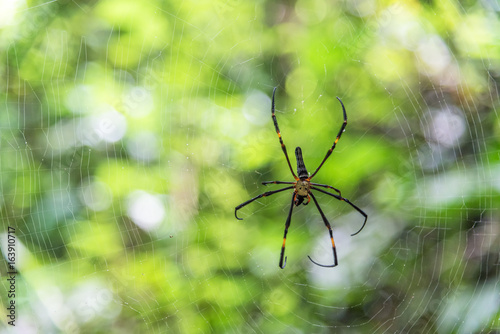 Golden web spider on spider web in rain forest.