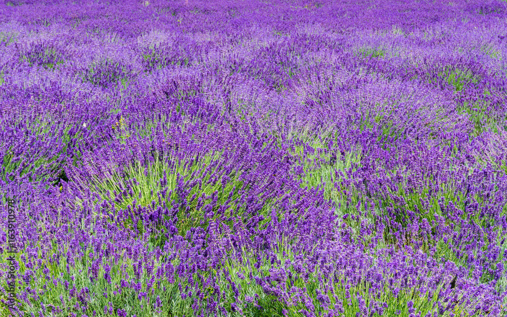 Fototapeta premium Lavendelblüte