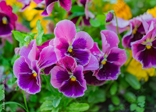 Flowers pansies in the flower bed. V  ola tr  color
