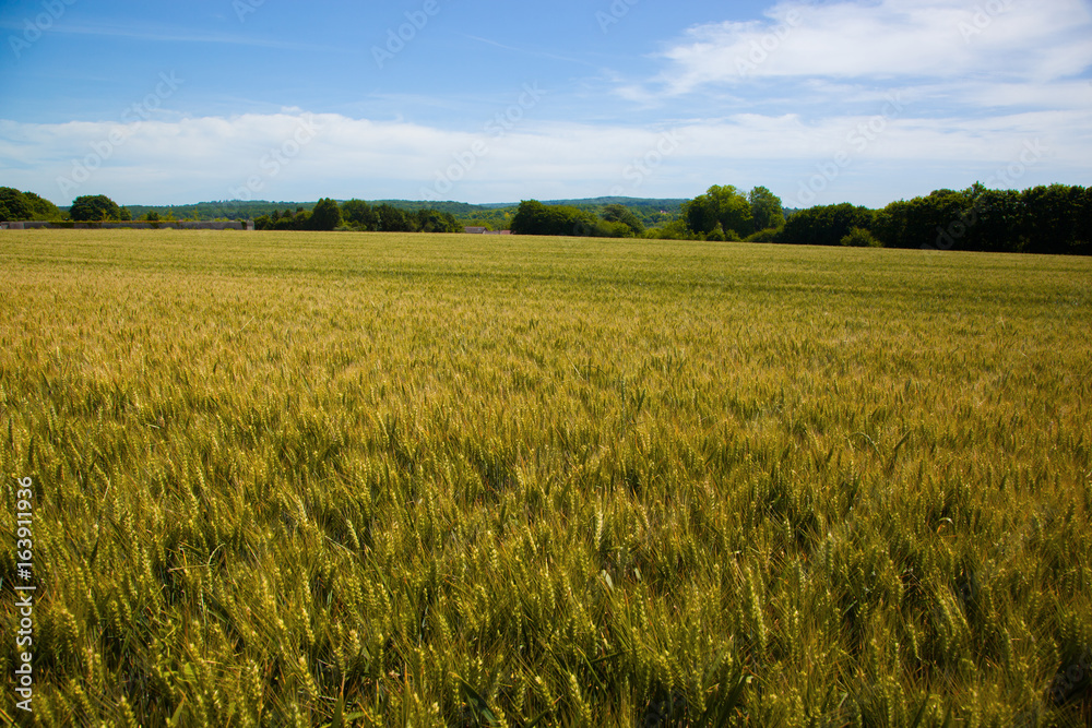 Wheat fields in the Vexin region in France, with a blue sky in background