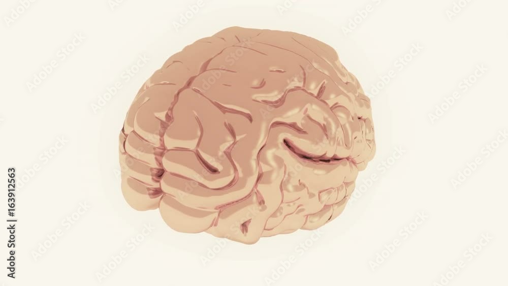4k rotating brain model,artificial intelligence. 4k rotating brain model,artificial intelligence.