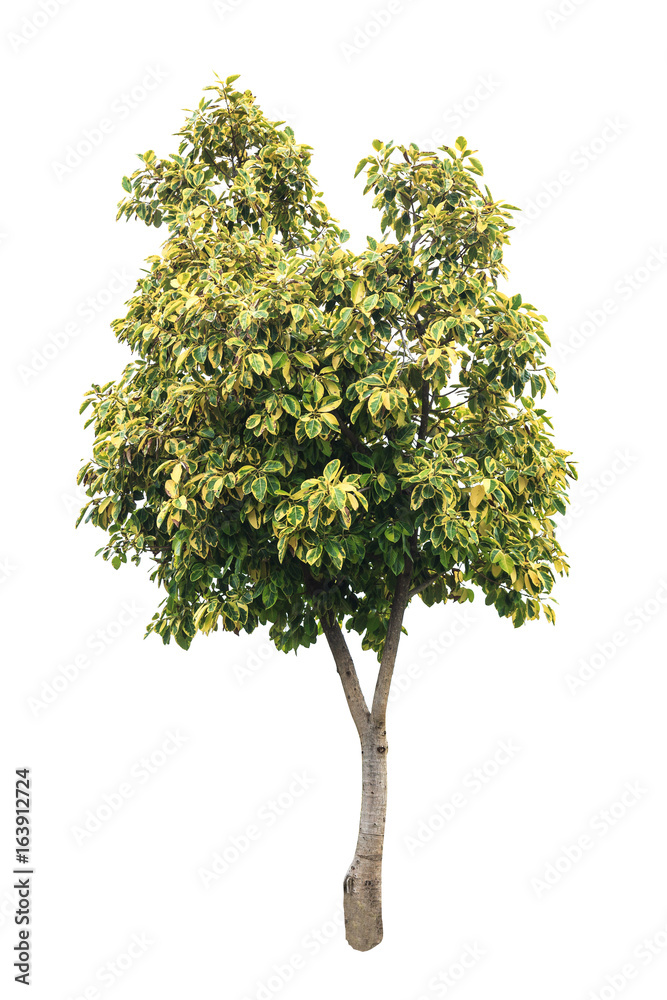 Natural tree on white background with clipping part Natural tree on white background with clipping part