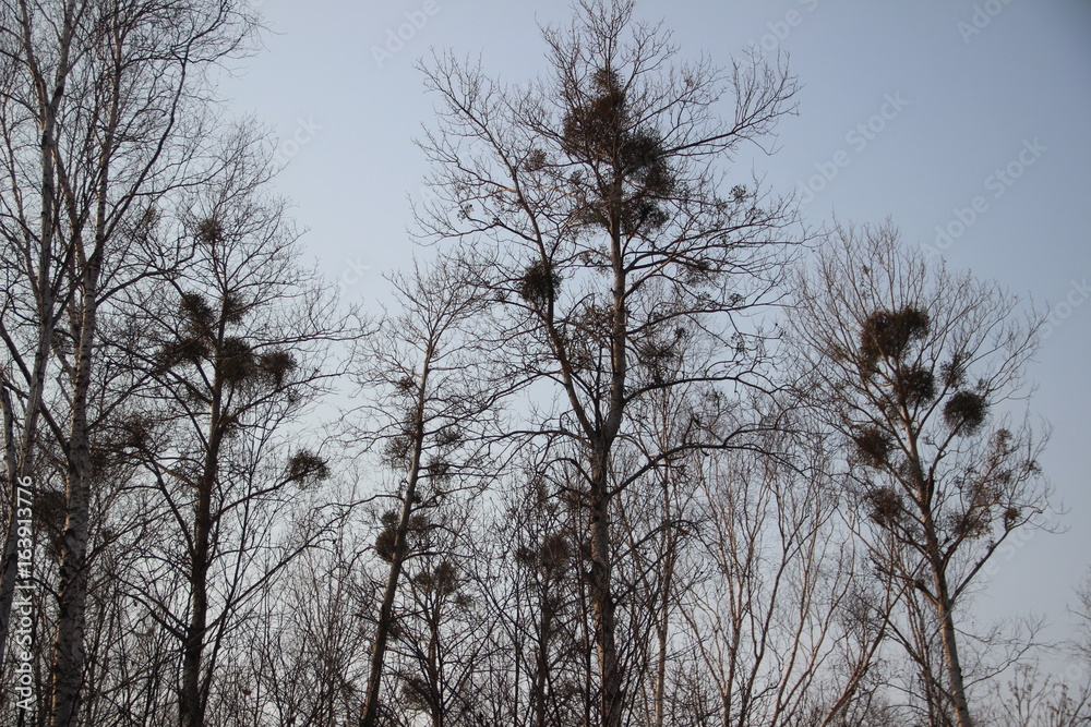 Fototapeta premium Forest, trees, plants, branches, sky, shadow, blue, mistletoe on trees, nature,