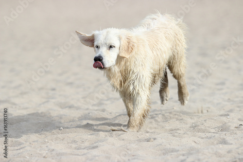Golden retriever dog running fast