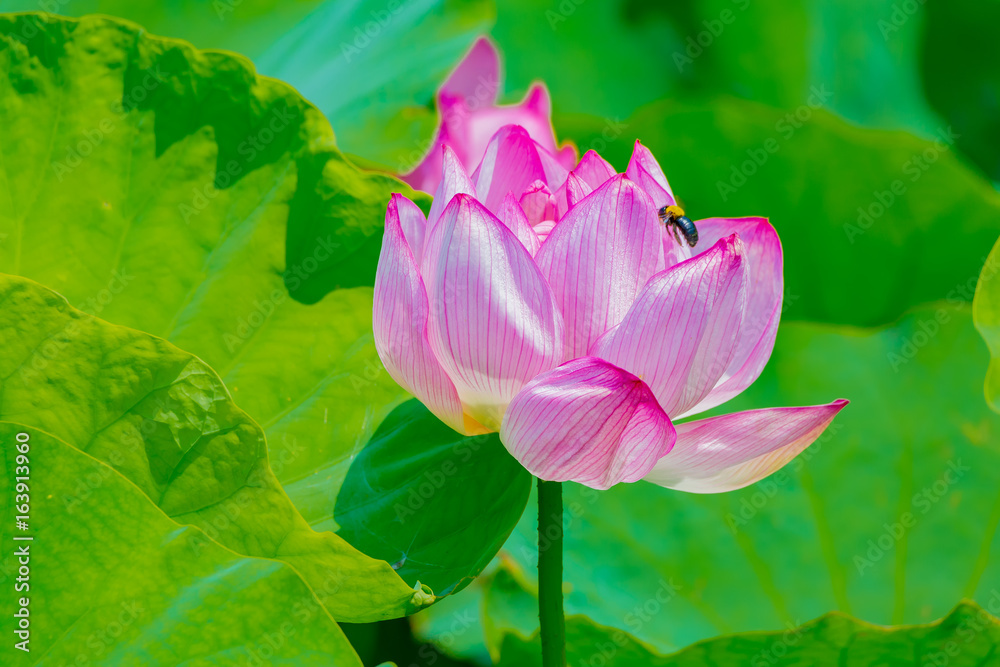 Obraz premium The Lotus Flower.Background is the lotus leaf.Shooting location is Yokohama, Kanagawa Prefecture Japan.