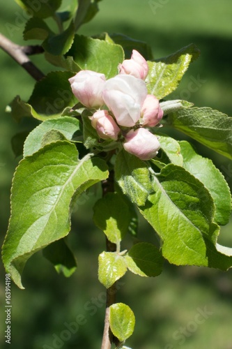 Pinkish white closed flower buds of apple tree