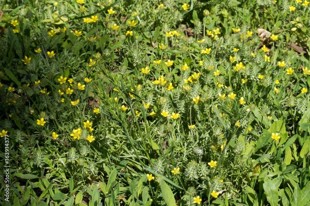 Meadow covered with yellow ceratocephala testiculata flowers