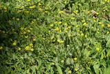 Meadow covered with yellow ceratocephala testiculata flowers