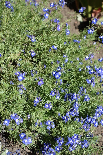 Blue flowers among green leaves of Veronica armena