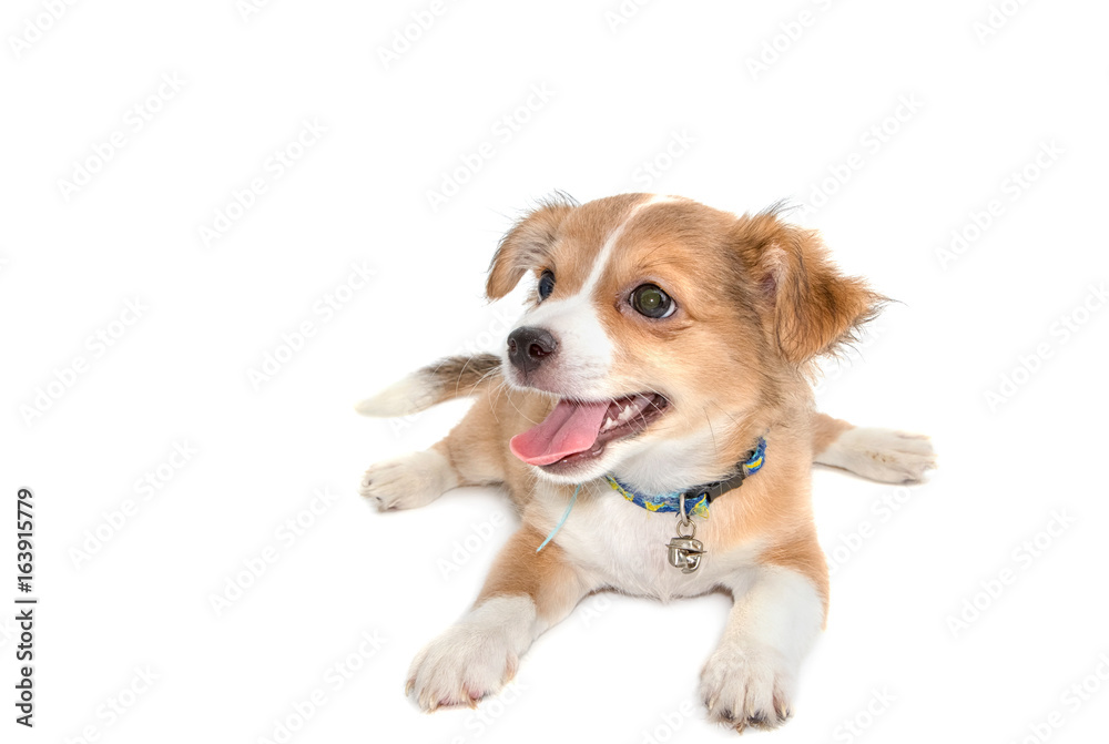 Cute chihuahua puppy relax and lying down on white Cute chihuahua puppy relax and lying down on white