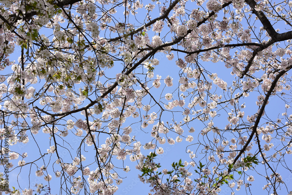 Japan Sakura flower park or cherry blossom full bloom in spring season . Japan Sakura flower park or cherry blossom full bloom in spring season .