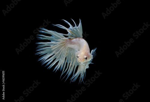 Crown tail fighting fish,siamese fighting fish isolated on black