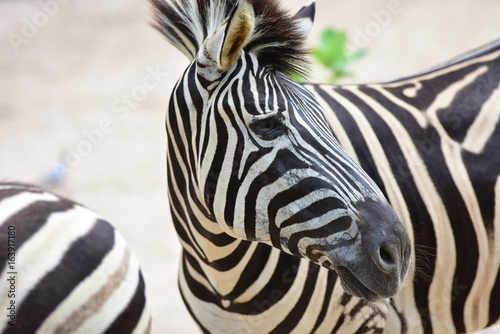 Zebra Animals in the khaokheow open zoo Chon Buri Thailand      photo