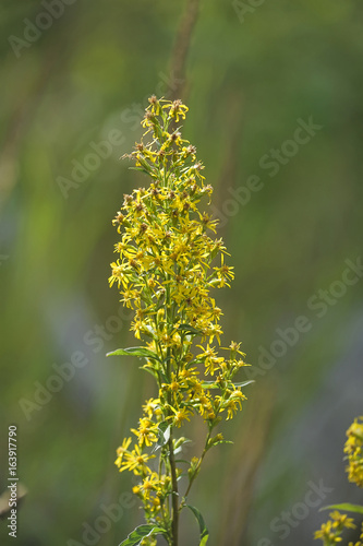 Ligularia photo