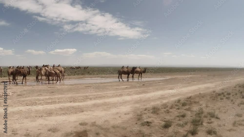 Observation of a Group of Camels on a Dirt Road in a Hot Savannah in the Outback of Mongolia Observation of a Group of Camels on a Dirt Road in a Hot Savannah in the Outback of Mongolia