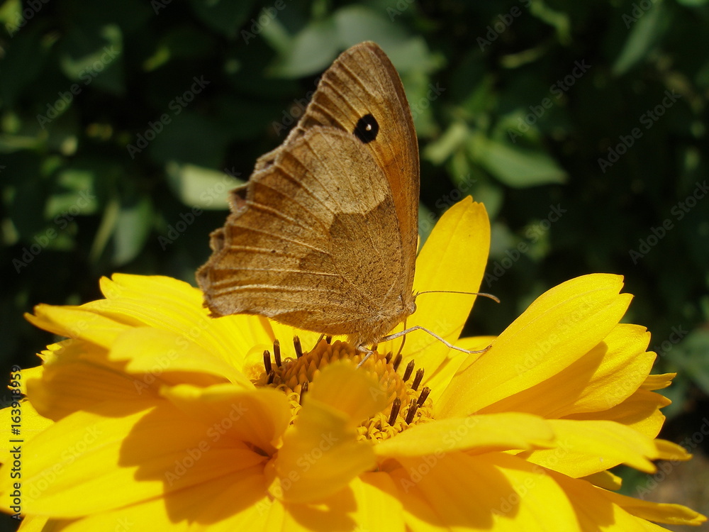 Fototapeta premium Przestrojnik jurtina