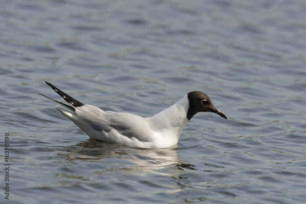 Mouette rieuse, plumage d'été, Chroicocephalus ridibundus, Black headed Gull Mouette rieuse, plumage d'été, Chroicocephalus ridibundus, Black headed Gull