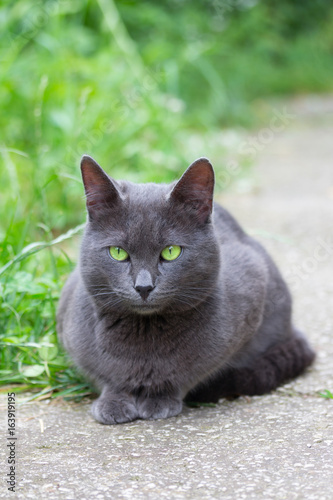 cute beautiful grey cat with green eyes