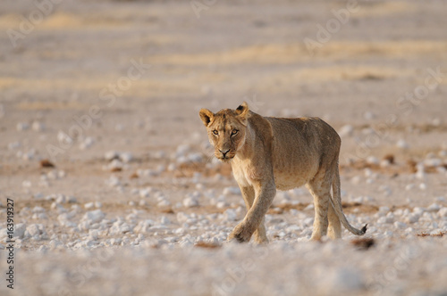 Löwe auf dem Weg zur Wasserstelle, Etosha Nationalpark, Namibia