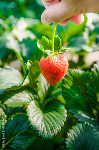 Picking Ripe strawberry, Strawberry farm