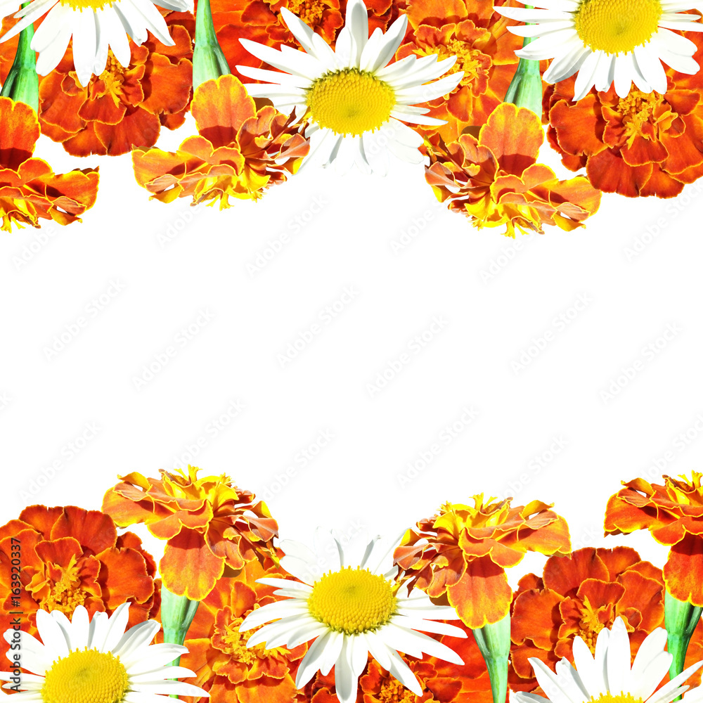 Beautiful floral background with daisies and marigolds Beautiful floral background with daisies and marigolds