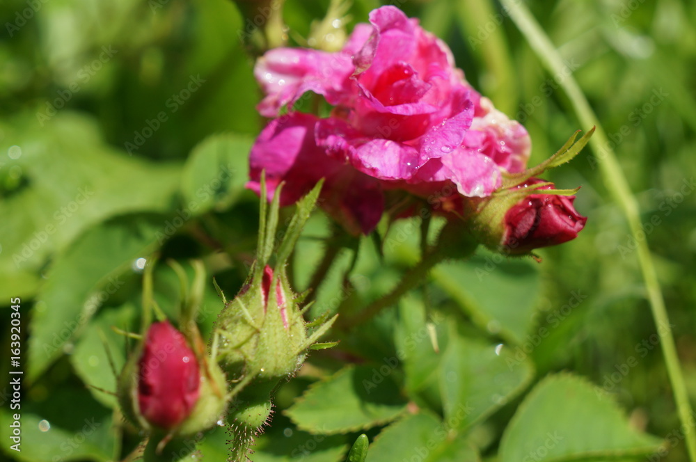 Pink delicate flowers with drops of dew on petals and young green fluffy buds of wild rose bush Pink delicate flowers with drops of dew on petals and young green fluffy buds of wild rose bush