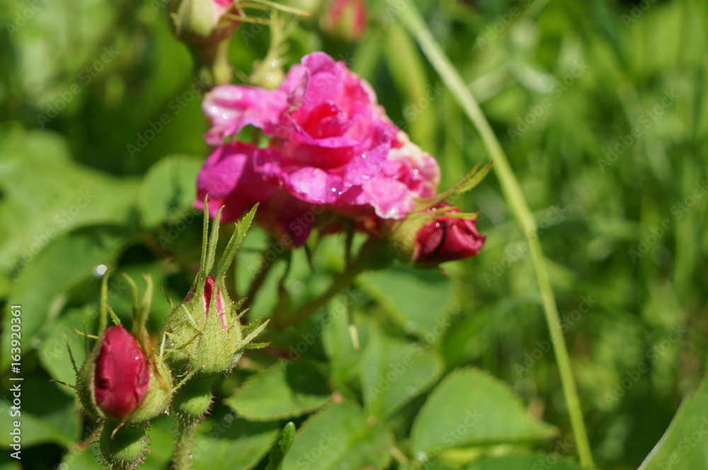Pink delicate flowers with drops of dew on petals and young green fluffy buds of wild rose bush