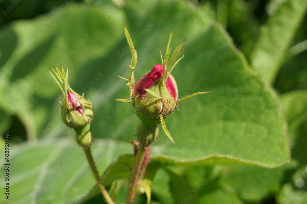 Pink delicate flowers with drops of dew on petals and young green fluffy buds of wild rose bush Pink delicate flowers with drops of dew on petals and young green fluffy buds of wild rose bush