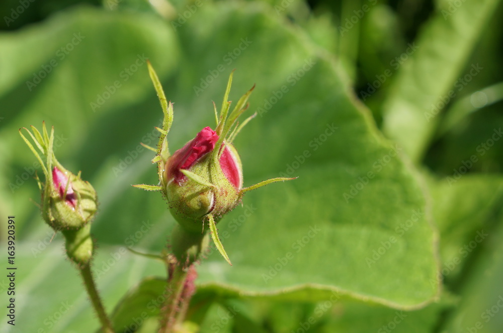 Pink delicate flowers with drops of dew on petals and young green fluffy buds of wild rose bush Pink delicate flowers with drops of dew on petals and young green fluffy buds of wild rose bush