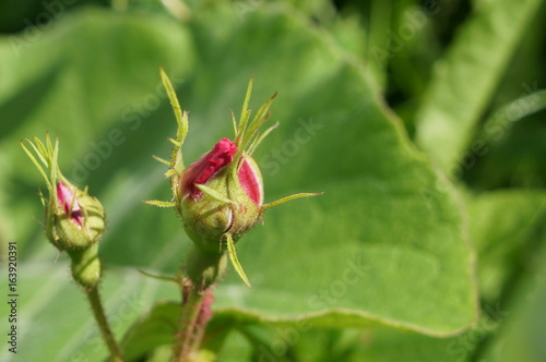 Pink delicate flowers with drops of dew on petals and young green fluffy buds of wild rose bush