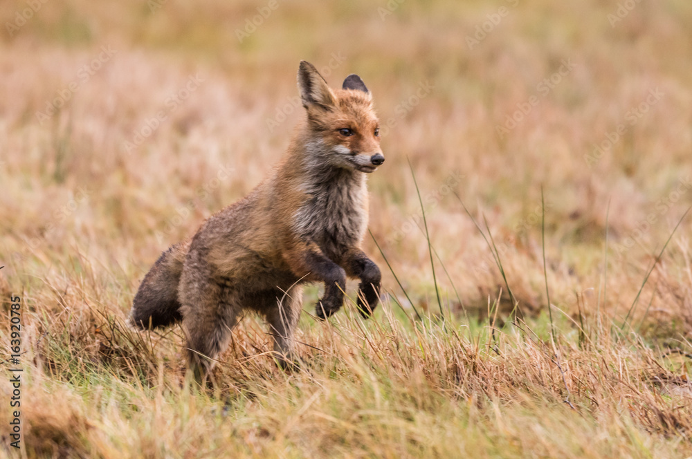 Red fox in the woods(Vulpes vulpes) Red fox in the woods(Vulpes vulpes)