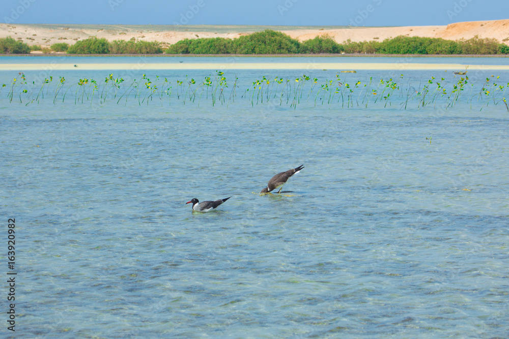 Seagulls flying and Fishing by the sea side with the background of the ocean and the blue sky Seagulls flying and Fishing by the sea side with the background of the ocean and the blue sky