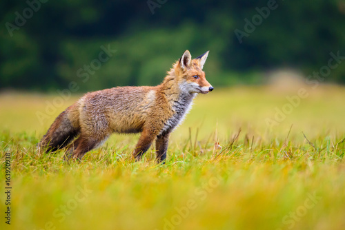 Red fox in the woods(Vulpes vulpes) © vaclav