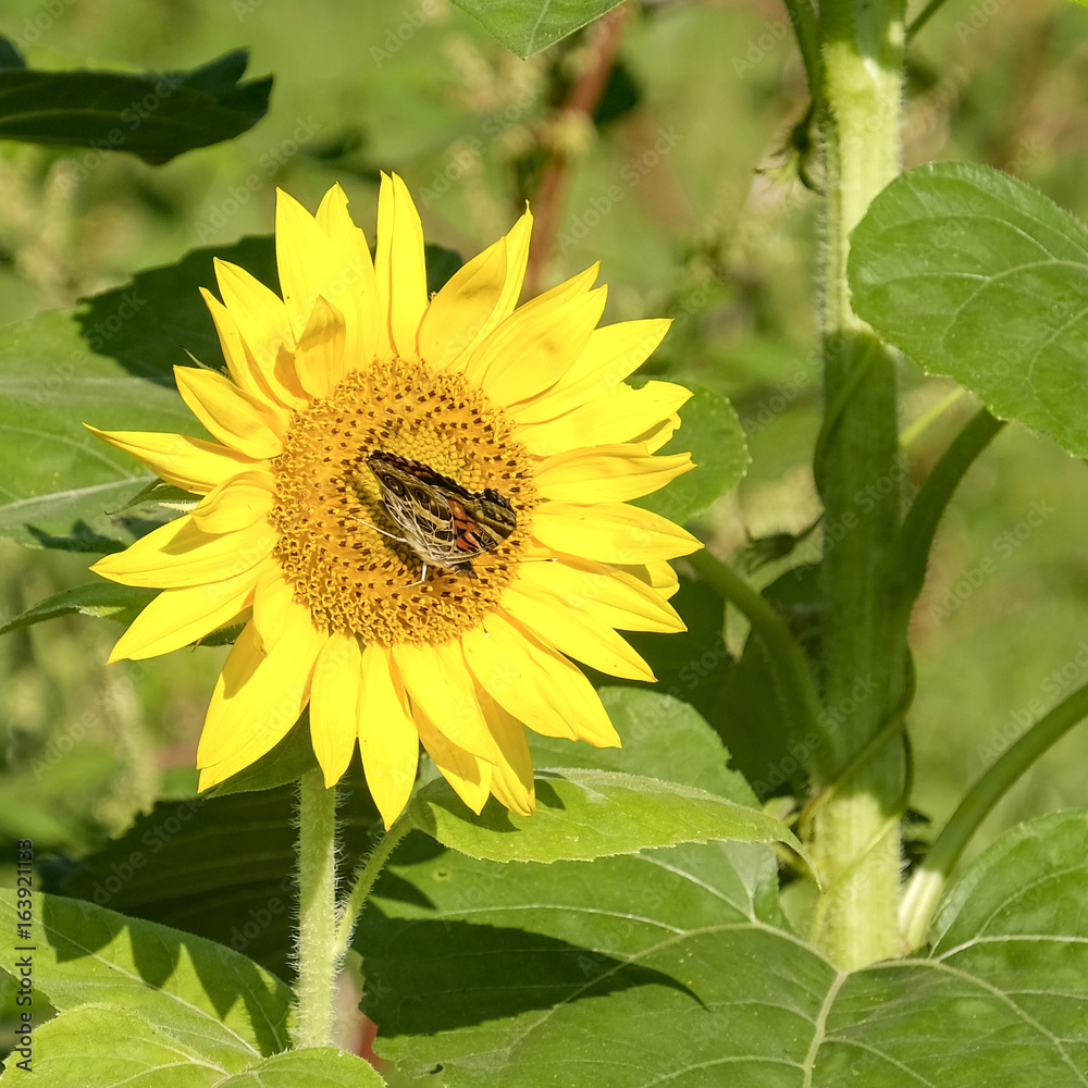 Sunflower Sunflower