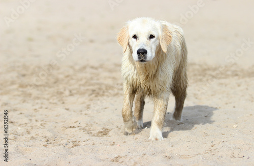 Golden Retriever dog on riverbank