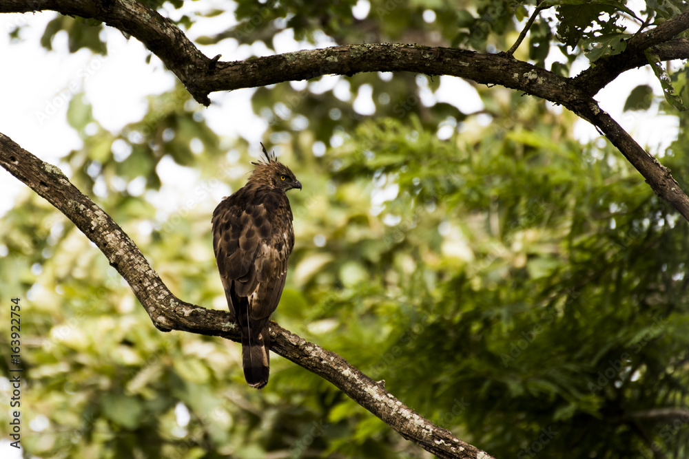 Crested Serpent Eagle in Nagarhole National park, Kabini, Karnatak, India Crested Serpent Eagle in Nagarhole National park, Kabini, Karnatak, India