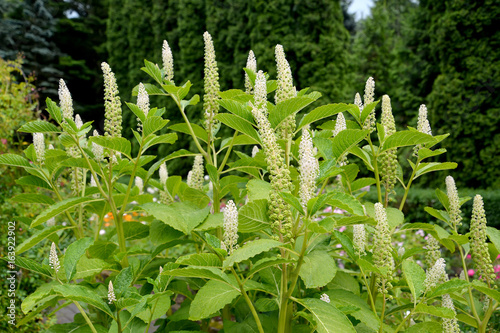 Fitolakka berry (drupaceous) (Phytolacca acinosa Roxb.), branches and inflorescences photo