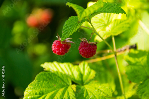 Ripe raspberries on a bush in garden