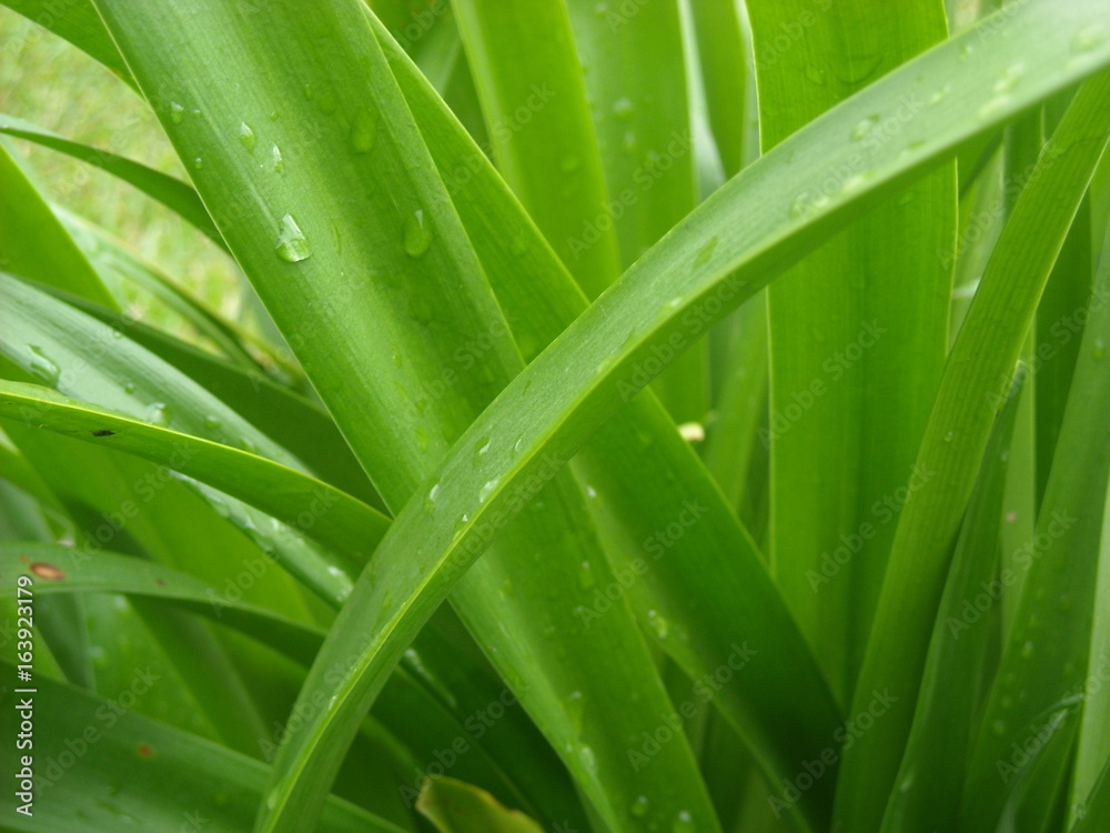 Fototapeta premium Feuillage verdure